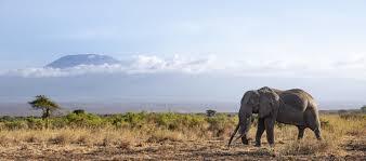 Elephant walking across the African plains